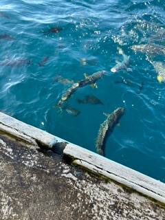 鯛の浦で出会った鯛の群れ